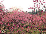 P1010479.jpg