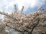 P1010507.jpg